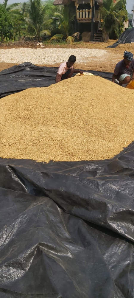 rice farming 4